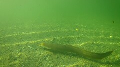 Anguilla dieffenbachii