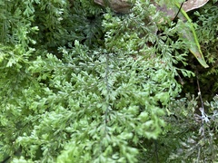 Hymenophyllum fujisanense