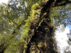 Hymenophyllum fujisanense