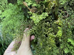 Hymenophyllum fujisanense