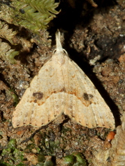 Trigonistis asthenopa