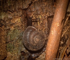 Ramogenia challengeri