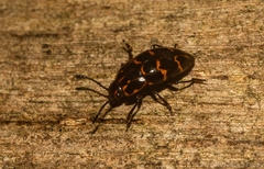 Episcaphula tamburinea