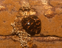 Episcaphula tamburinea