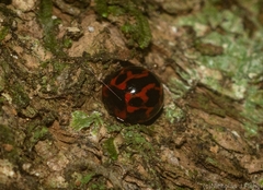 Derispia variabilis