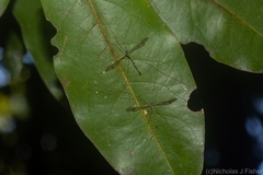 Skuseomyia eximia