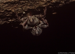 Onidistus araneus
