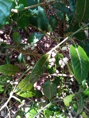 Psychotria oreotrephes