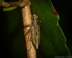 Temnosternus planiusculus