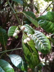 Psychotria oreotrephes