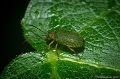 Hoplostines laporteae