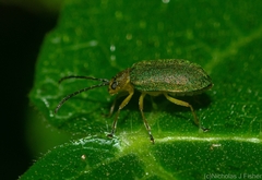 Hoplostines laporteae