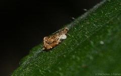 Acroceuthes metaxanthana