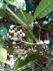 Psychotria oreotrephes