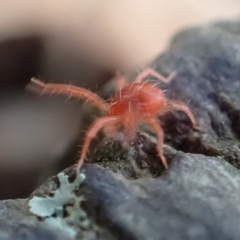 Acariformes