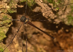 Neopantopsalis pentheter