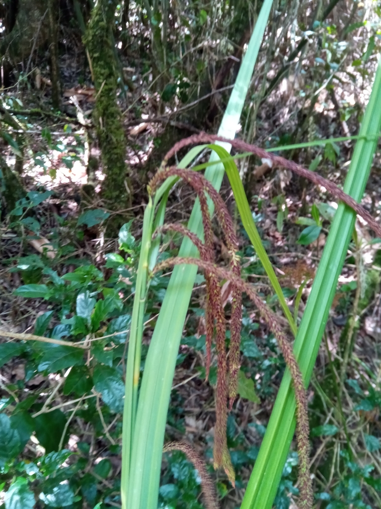 Carex penduliformis