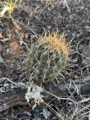 Ancistrocactus scheeri
