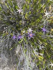 Calectasia intermedia