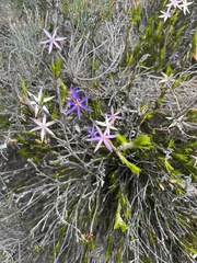 Calectasia intermedia