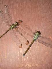 Lathrecista asiatica