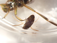 Corixinae