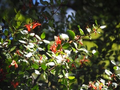 Peraxilla tetrapetala