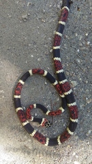 Rhinobothryum bovallii