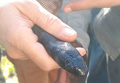 Aspidites melanocephalus