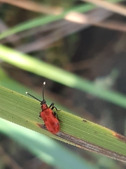 Lemodes coccinea