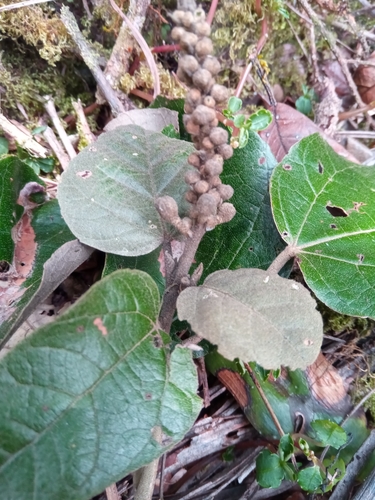 Croton mongue