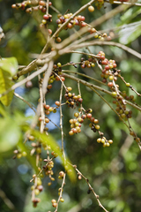 Antidesma venosum