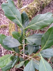 Coffea tricalysioides