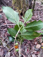 Coffea tricalysioides
