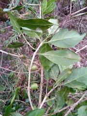 Coffea tricalysioides