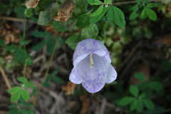 Campanula incurva