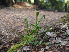Pterostylis banksii
