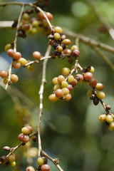 Antidesma venosum