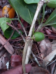 Coffea tricalysioides