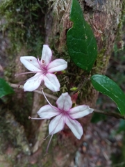 Clerodendrum
