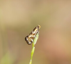 Euthictis marmaraspis