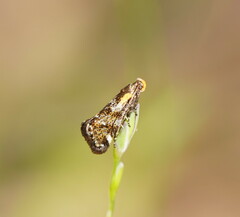 Euthictis marmaraspis