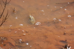 Triops