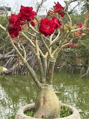 Adenium
