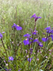 Utricularia dichotoma