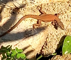 Phoenicolacerta laevis