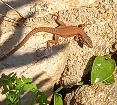 Phoenicolacerta laevis