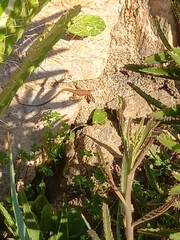 Phoenicolacerta laevis