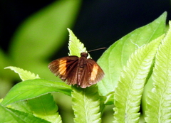 Koruthaialos rubecula