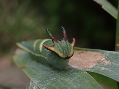 Charaxes sempronius